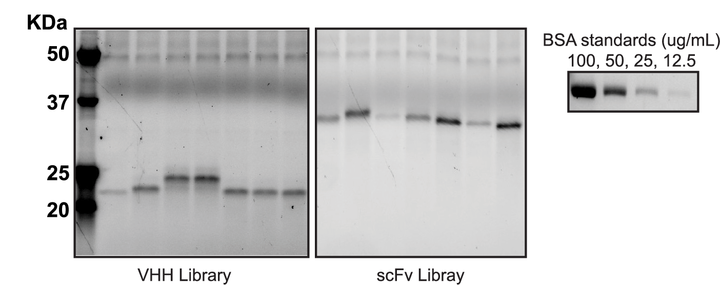 neoSwitch secretion data e1745941384875