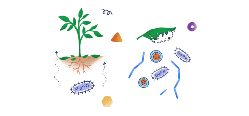 Soilanalysis