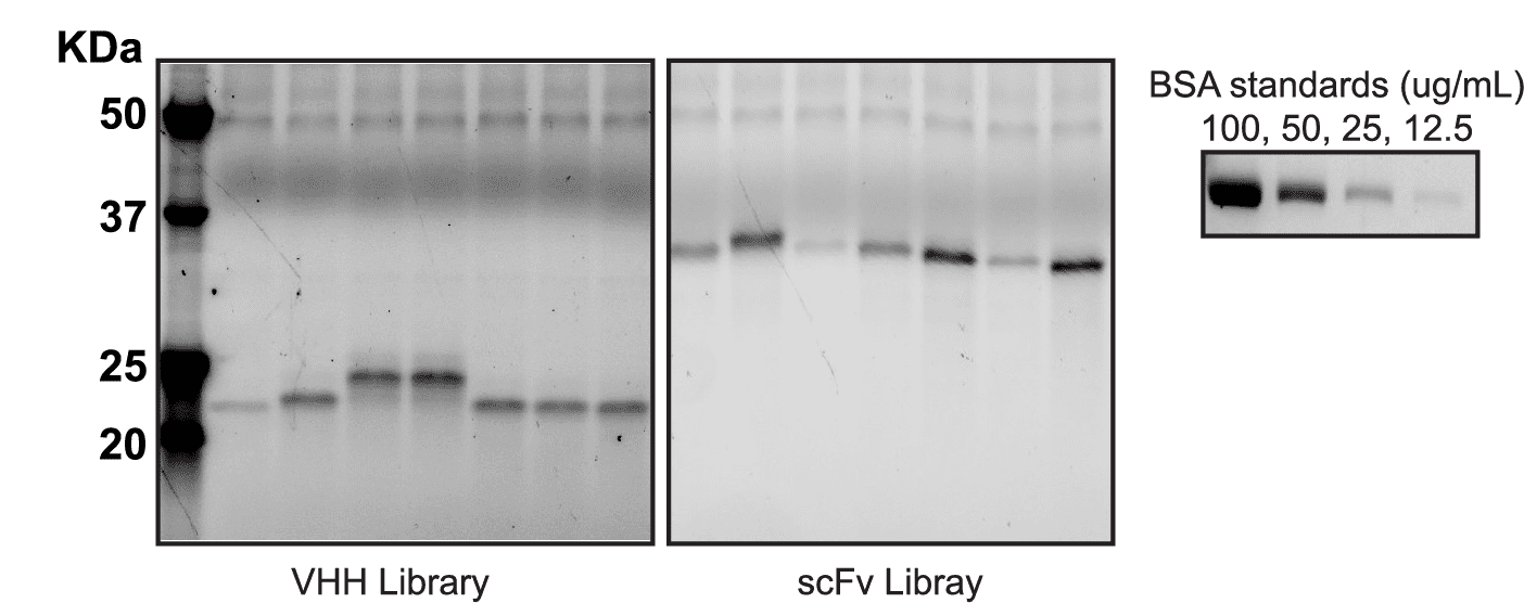 neoSwitch secretion data e1745941384875